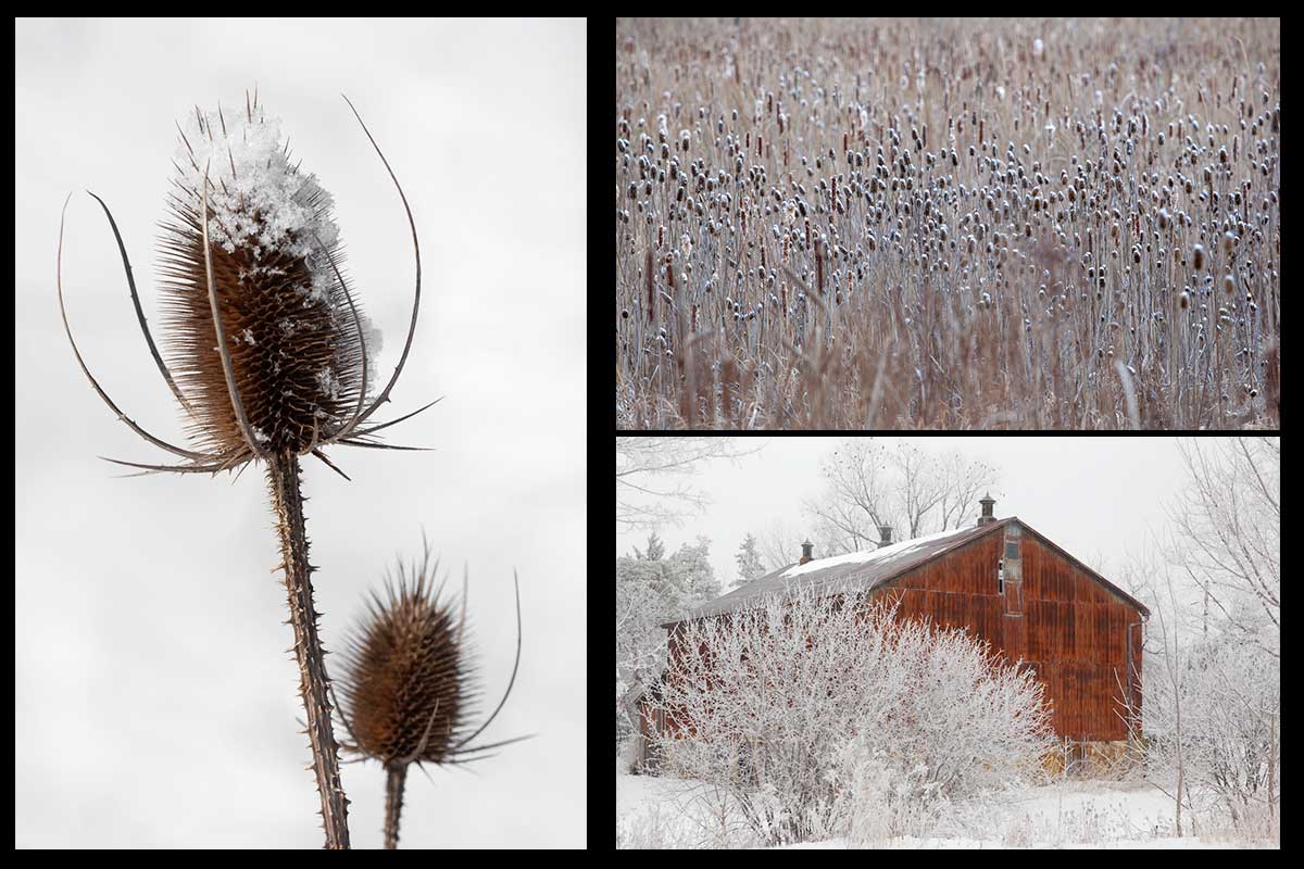 Rustic Winter Christmas Cards Featuring Nature & Gorgeous Barn