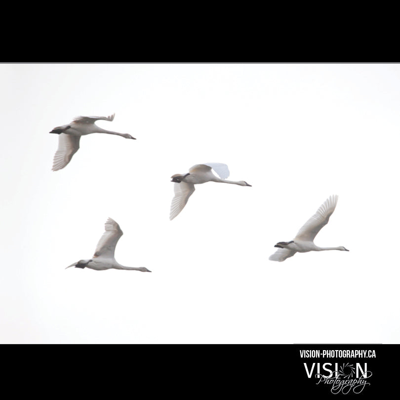 Glorious Trumpeter Swans