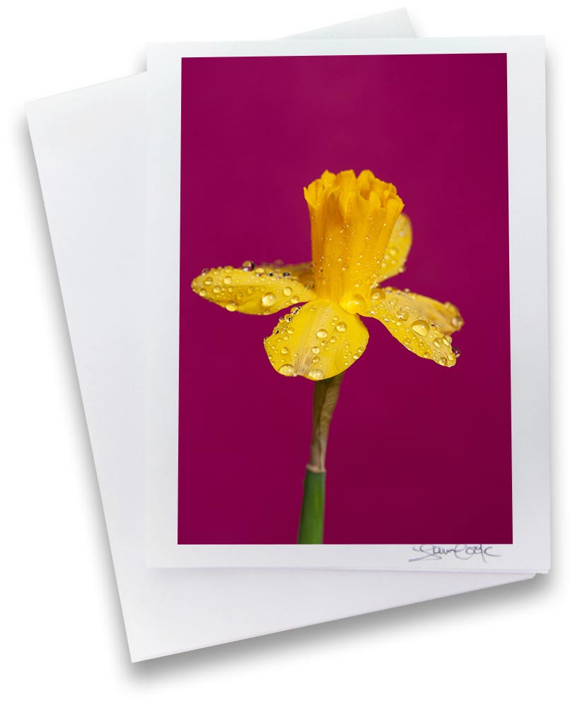 a greeting card featuring original photograph of a daffodil with rain drops on it on a hot pink background created by Laura Cook 