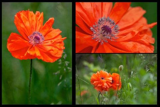 poppy greeting cards feature 3 different images of poppies in the field created by Laura Cook of Vision Photography