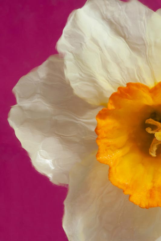 A photography called Harmony I created by Laura Cook is a vertical close up of the left half of a narcissus photographed on a bright pink background