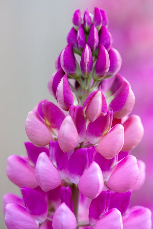 Very close up photo of the detail of a pink lupine flower, created by Laura Cook