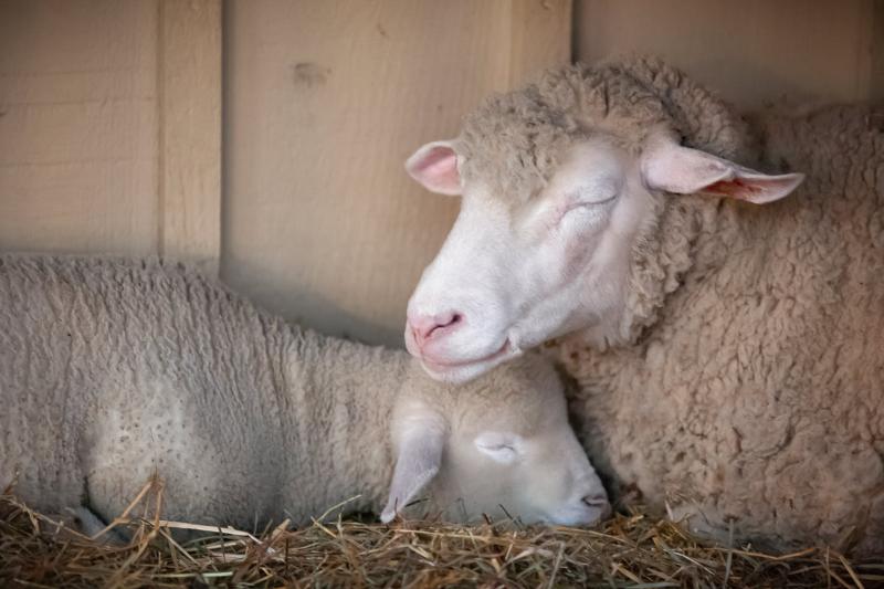 wall art sheep