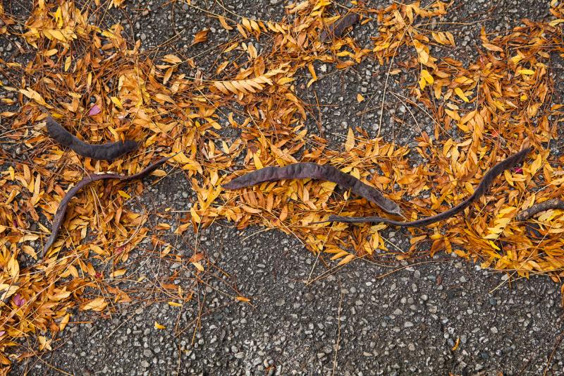 Photograph of yellow leaves and catalpa beans on the ground in the fall Photo by Cambridge Ontario Photographer Laura Cook of Vision Photography