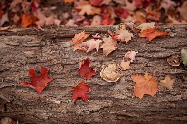 Gorgeous warm tones in this photograph of red and orange maple leaves on a tree stump on the forest floor Photo by Cambridge Ontario Photographer Laura Cook of Vision Photography