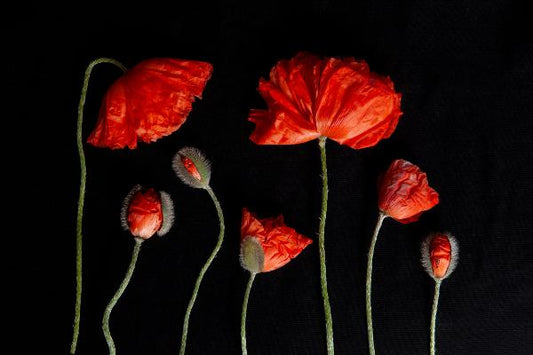 A group photo of red poppies laying flat of a black background. There are 2 large fully bloomes red poppies and 3 pariallly budded poppies with 2 peeling out of theri buds. The image is entitled We are FAmily and it is apa art of Laura Cooks limited edition series, reminiscence