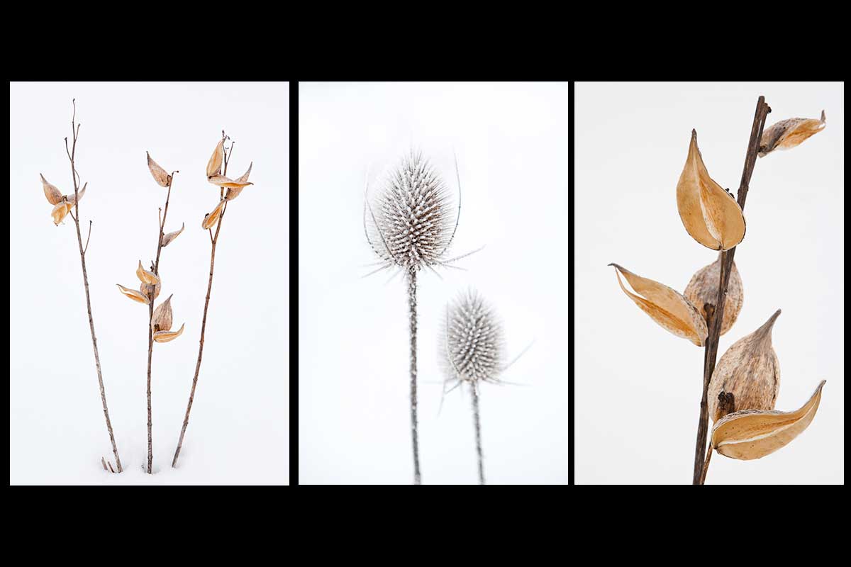 Christmas card set featuring winter photographs of millkweeds and tease cones set against the wintery white snow. Photo by Cambridge Ontario Photographer Laura Cook of Vision Photography