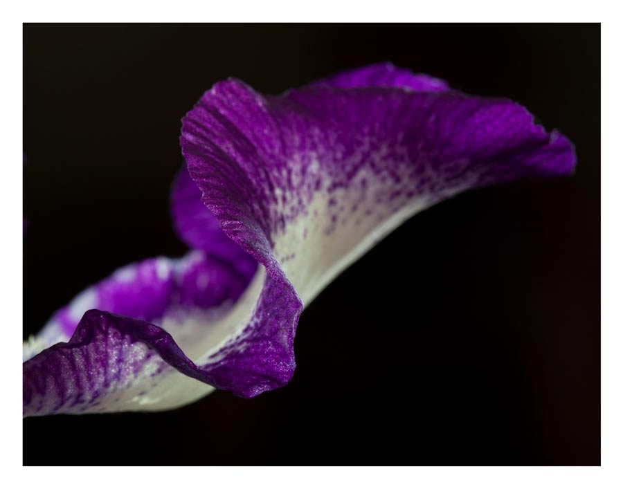 close up of a purple and white iris  petal gives ana abstract view of a bird in flight, created by laura cook of vision photography